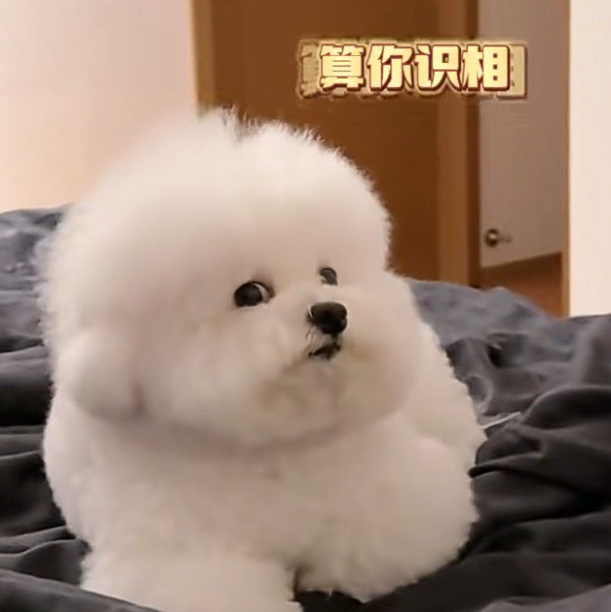 宠物狗狗的日常萌