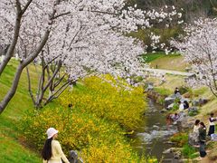 -羊山湖公园