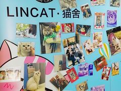 -lincat·猫舍(广州店)