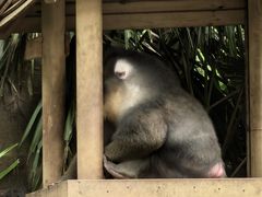 -广州长隆野生动物世界