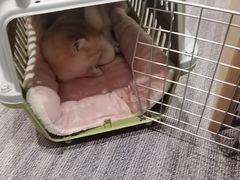 -半岛宠物医院24小时(西派城店)