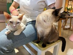 -藏猫猫咖啡主题馆(中央大道店)