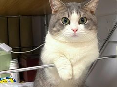 -爱妮康宠物医院·干细胞免疫细胞·肿瘤·心脏(张江店)