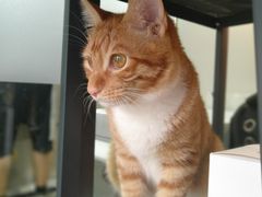 -PETKIT小佩宠物(昭化店)