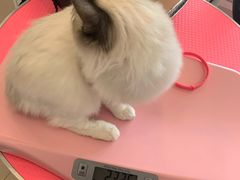 -70cat德文卷毛猫·缅因猫纯种猫舍