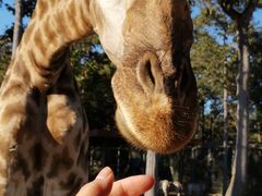 -清迈夜间动物园