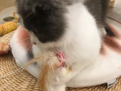 -飞行喵MR PILOT|猫舍·猫咖(静安大融城店)