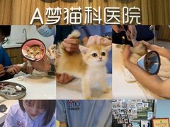 -御宝贝·A梦猫科宠物医院(国际猫友好医院)