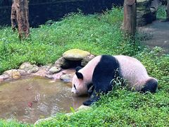-都江堰中华大熊猫苑