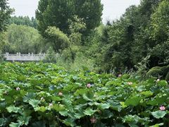 -郑州植物园