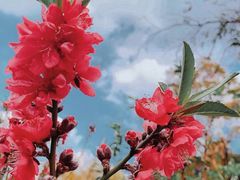 -桃花涧