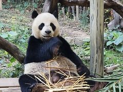 -广州长隆野生动物世界