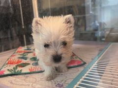 -翊宠yipet猫狗购宠庄园犬舍•猫舍