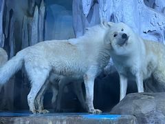 -多彩贵州城极地海洋世界