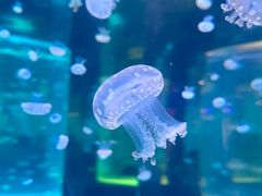 -海合安武汉极地海洋公园