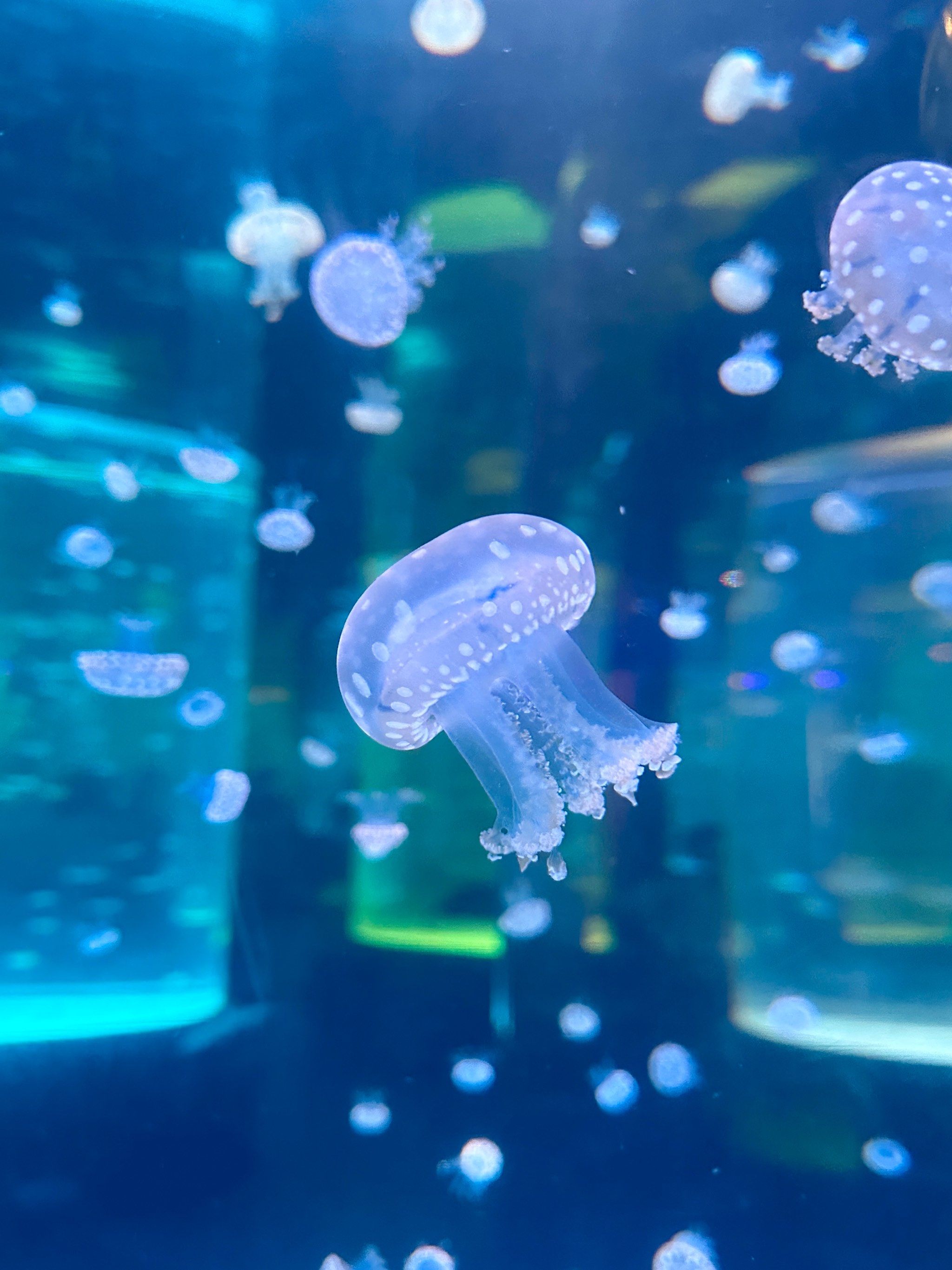 水母,白鲸95,海豚98,水上乐园,恐龙03岛,小动物王国,动物狂欢