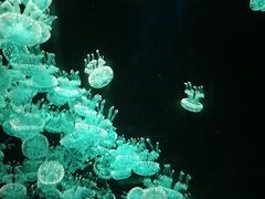 -欢乐海岸海洋奇梦馆