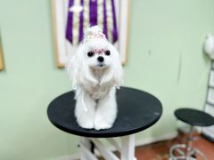 -鑫艺宠物美容培训学校