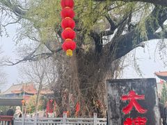 -大槐树寻根祭祖园