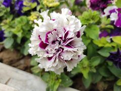 -郑州中国绿化博览园