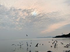 -深圳湾公园(南山区)