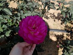 -松山湖梦幻百花洲