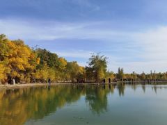 -金塔沙漠胡杨林景区