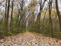 -合肥滨湖国家森林公园