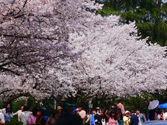 -武汉大学-樱园