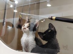 -青奢宠物·青奢猫舍