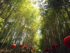 -铁山坪森林公园