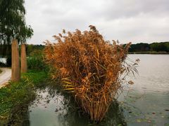 -昆山城市生态森林公园