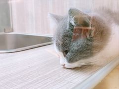 -飞行喵MR PILOT|猫舍·猫咖(静安大融城店)