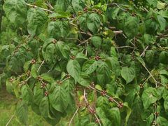 -北京西山国家森林公园