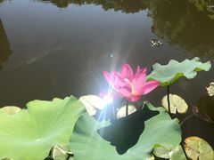 -陈家山荷花公园