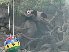 -武汉动物园