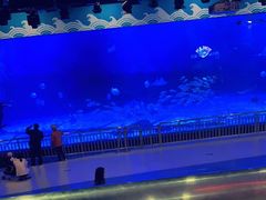 -烟台海昌鲸鲨海洋公园