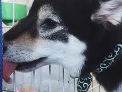 -逗柴咖啡屋·狗咖猫咖宠物桌游
