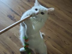 -瑞派·关忠动物医院·猫专科·犬专科(三环新城店)