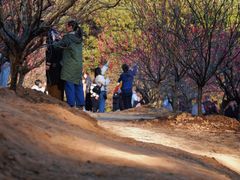 -南国桃园旅游度假区