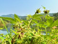 -石塘人家