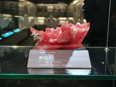 -中国地质博物馆