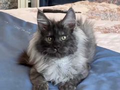 -青奢宠物·青奢猫舍