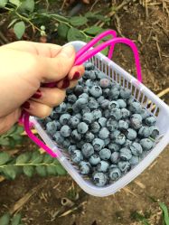 -蓝呗呗蓝莓草莓采摘园(通州区马驹桥店)