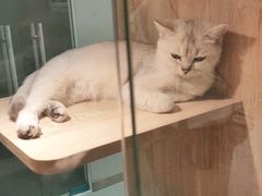 -BABIT巴比特宠物(MOMOPARK店)