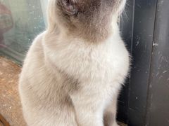 -猫小院猫主题餐厅(南锣旗舰店)