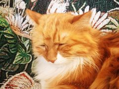 -平行世界·猫咖(首经贸店)