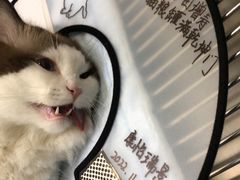 -瑞派康怡24h宠物医院·犬猫医疗中心·微创绝育(瑞景分院)