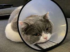 -瑞派康怡24h宠物医院·犬猫医疗中心·微创绝育(瑞景分院)