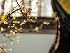 -上海醉白池公园